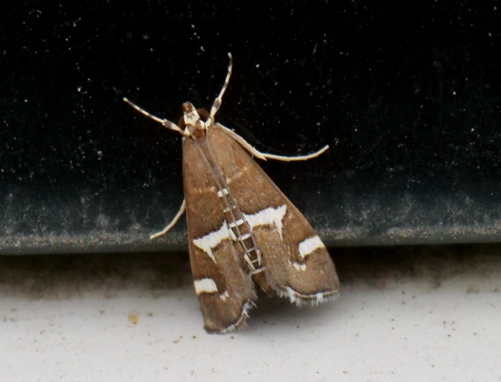 Falena da identificare